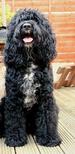 Dudley