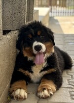 Archie
