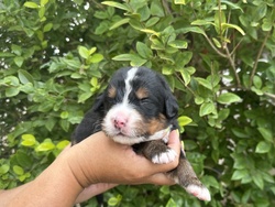 Cooper