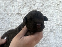 Hector