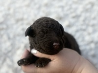Horatio
