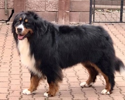 Ballu