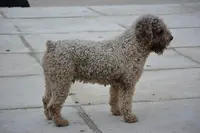 fENOMENO