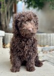 Tica2