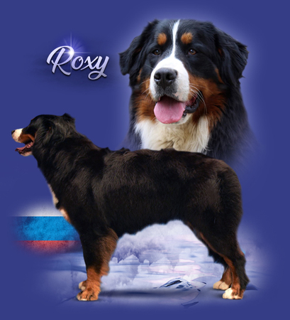 iko roxy