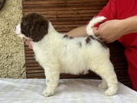 Fenomeno